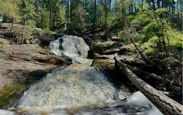 Water flowing over rocks in a forest